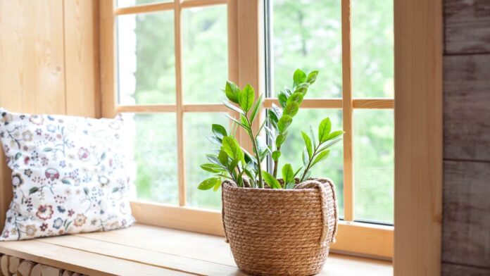 como-decorar-sua-casa-com-a-planta-perfeita-para-a-rotina-de-execucao
